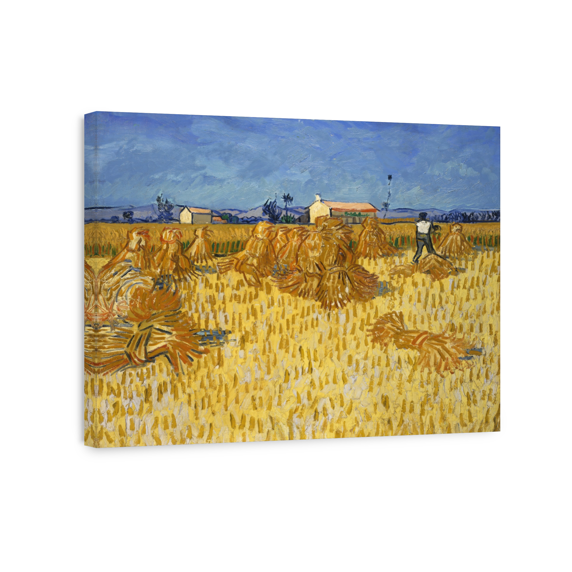 Corn Harvest In Provence