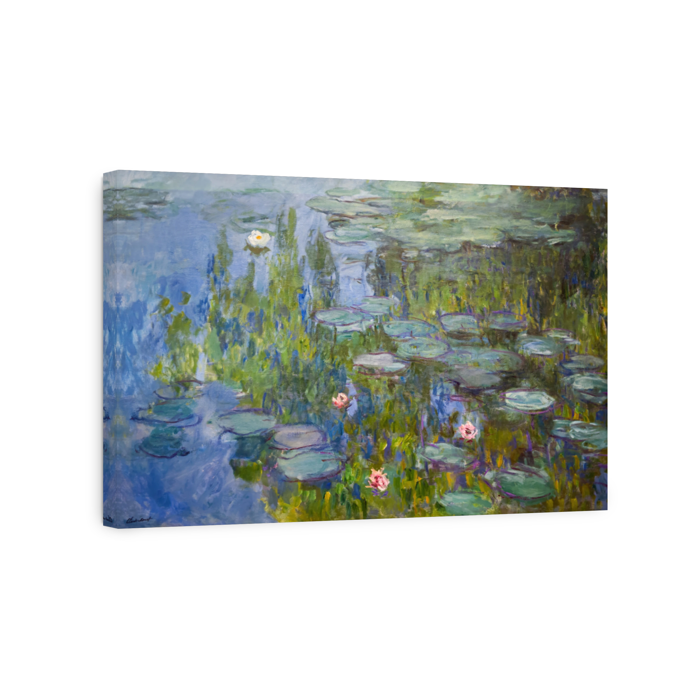 Water Lilies 1