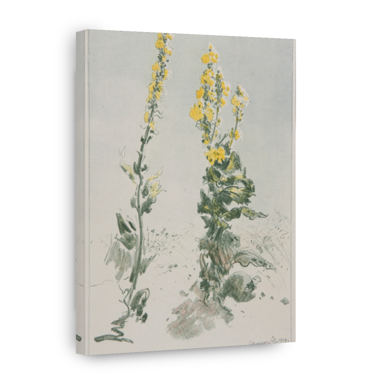 Mullein Flowers in Serene Lithograph