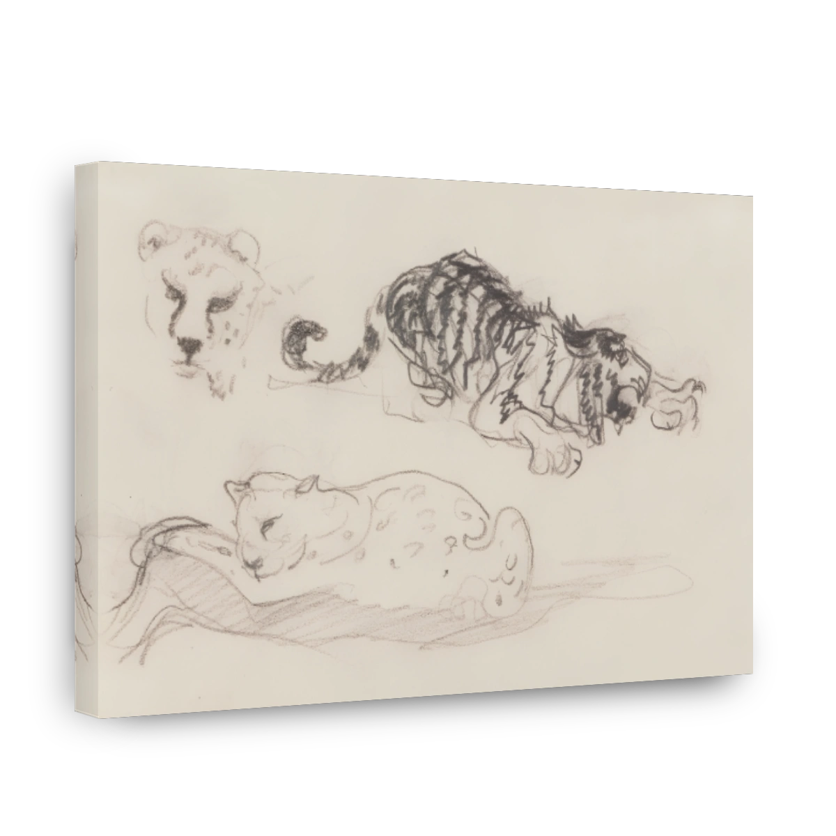 Zwei Leoparden Und Ein Leopardenkopf, 1909 10