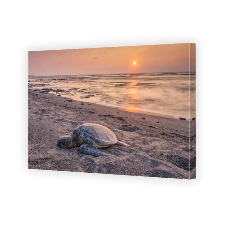 USA,Vereinigte Staaten,Amerika,Hawaii,Big Island,Kona,Kaloko-Honokohau National historic park,sea turtle,turtle,animal,