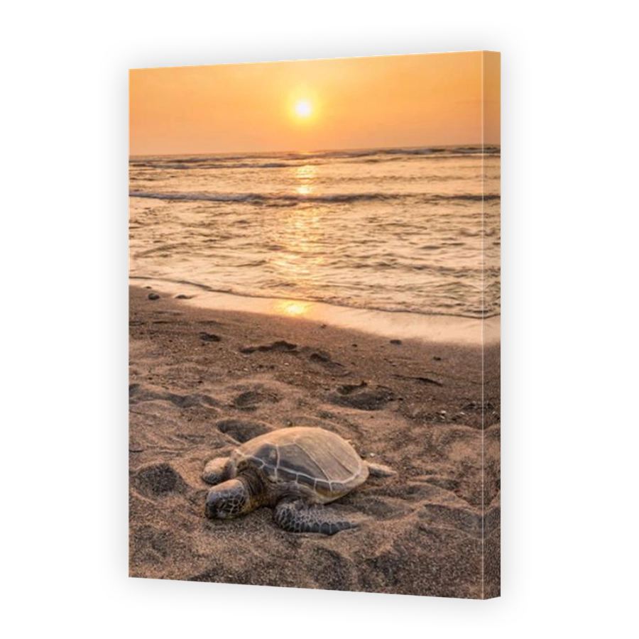 USA,Vereinigte Staaten,Amerika,Hawaii,Big Island,Kona,Kaloko-Honokohau National historic park,sea turtle,turtle,animal,