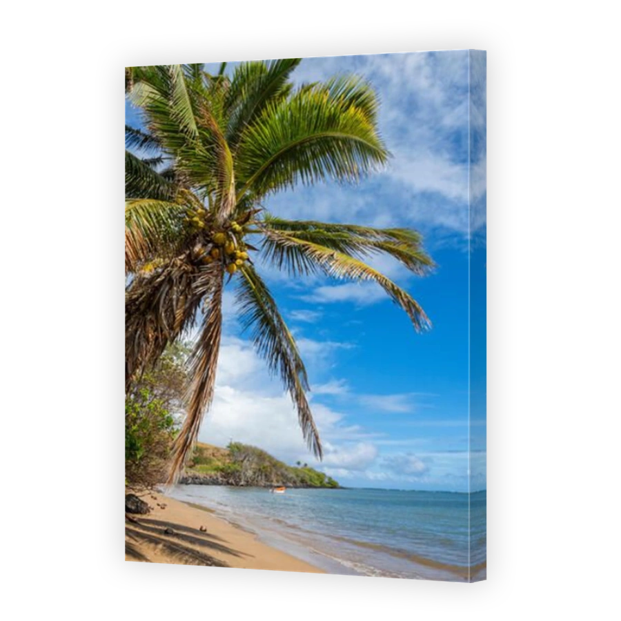 USA,Hawaii,Molokai,palm beach