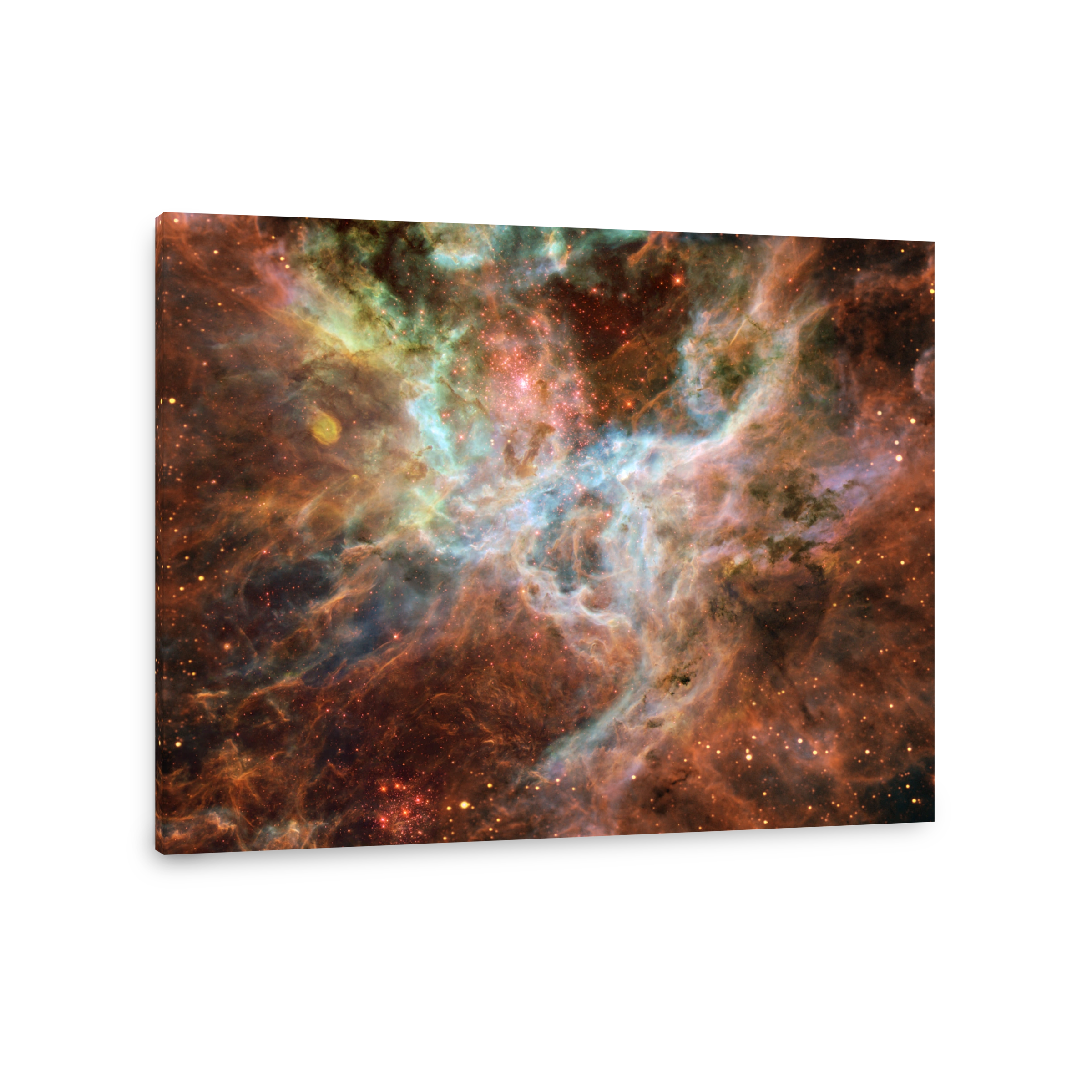 Symphony of colours in the Tarantula