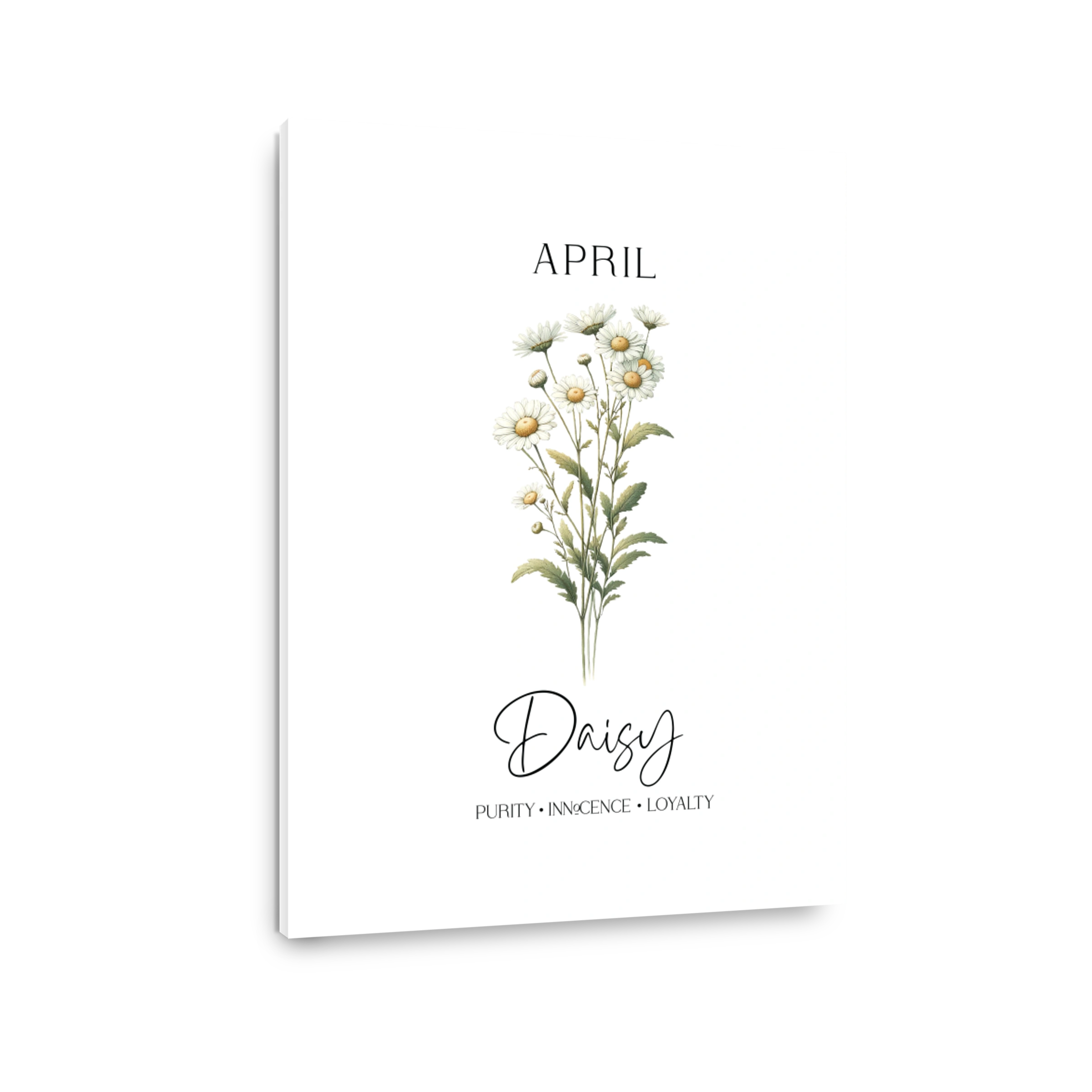April Daisies Purity Innocence Loyalty