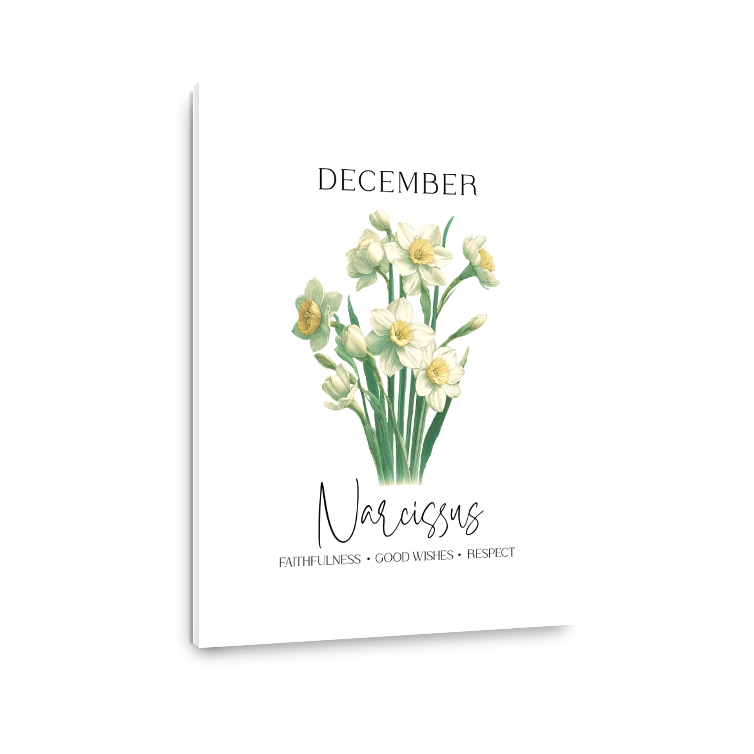 Elegant Daffodil Botanical Print