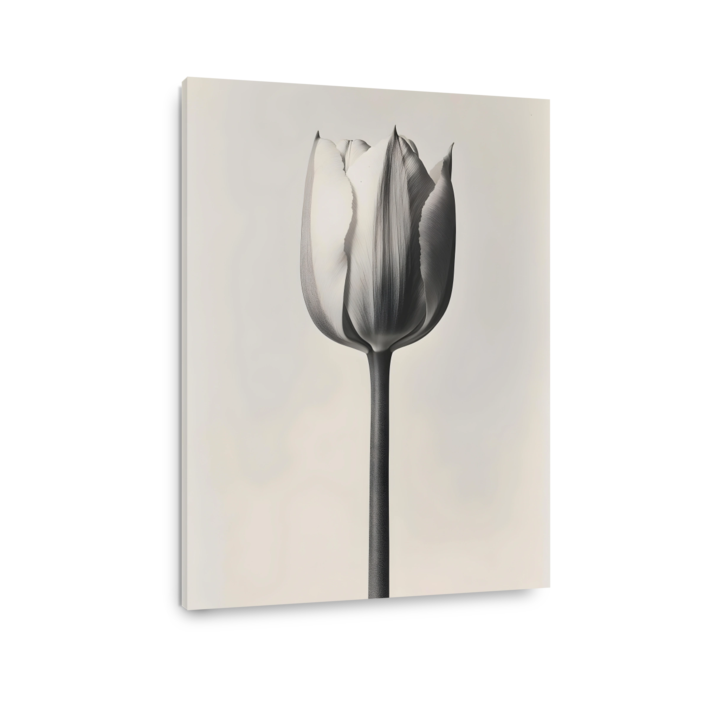 Elegant Tulip in Monochrome