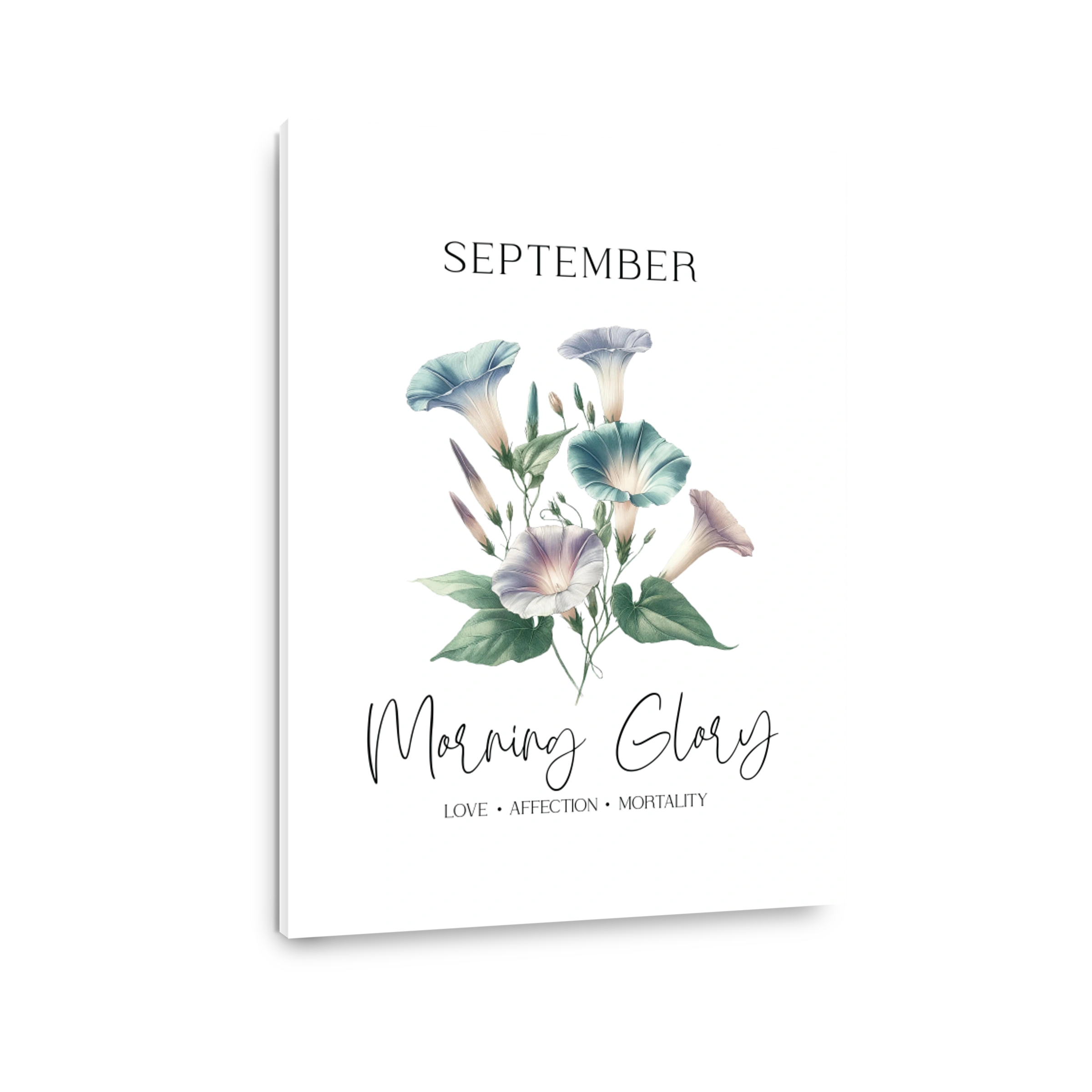 September Morning Glory Flowers