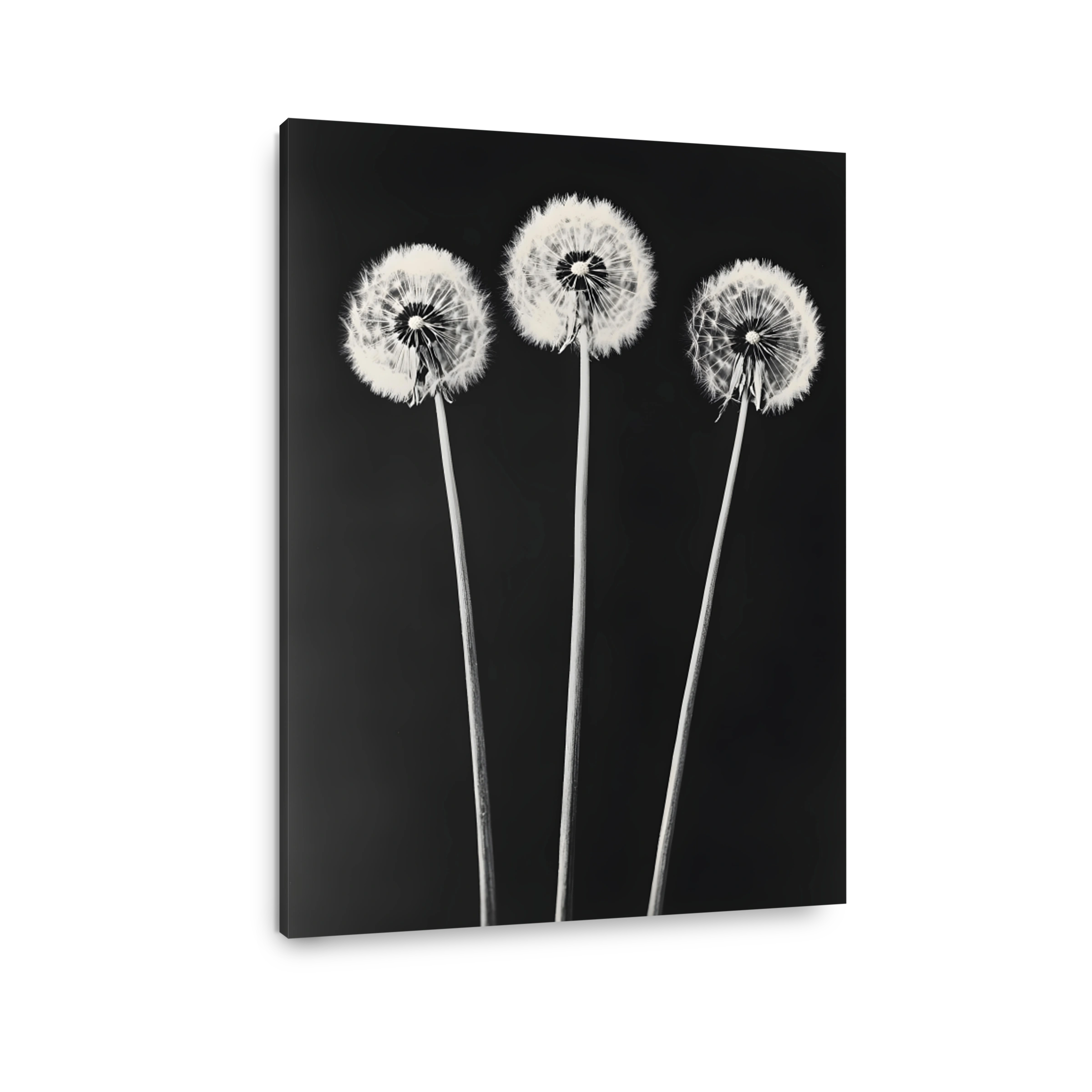 Three Dandelion Seed Heads