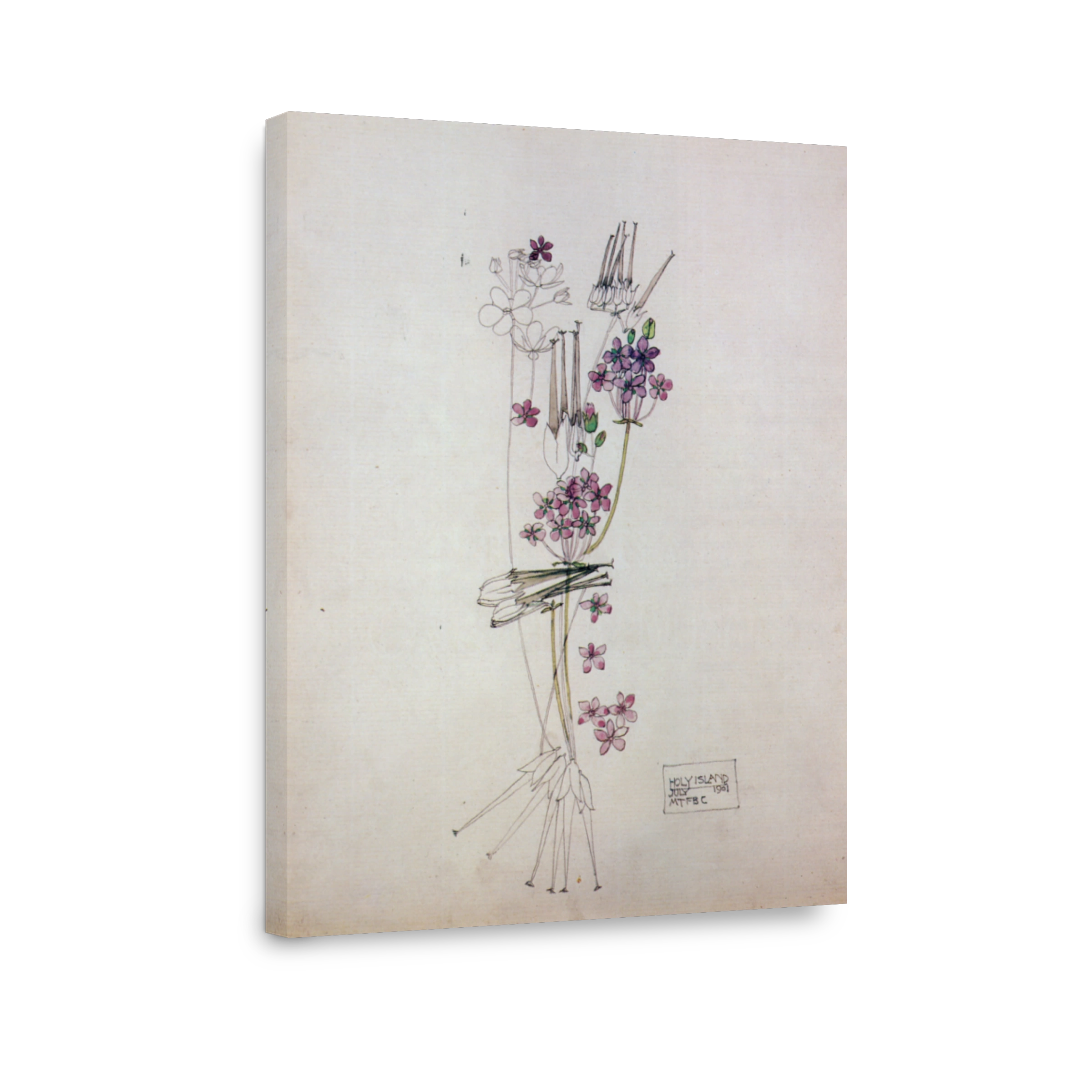 Mackintosh, Charles R (1868 1928)   Stork's Bill, Holy Island 1901