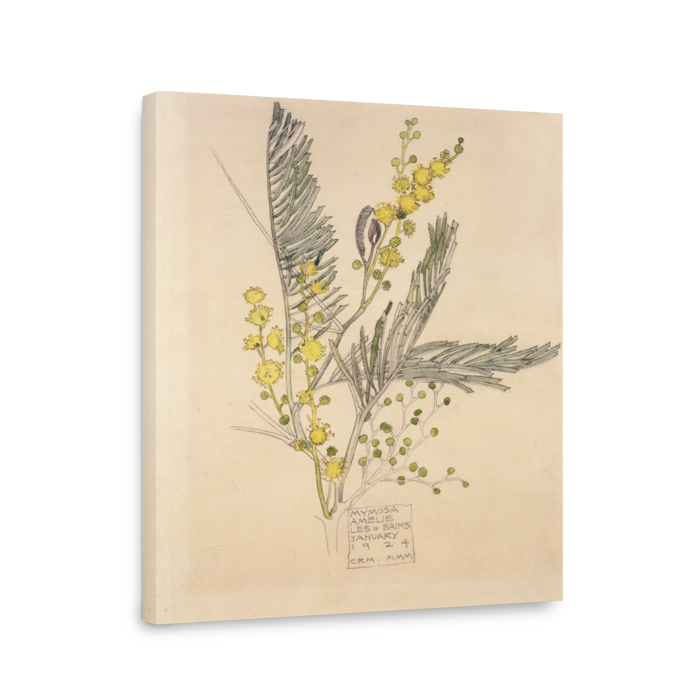 Mackintosh, Charles R (1868 1928)   Mimosa, Amelie Les Bains 1924