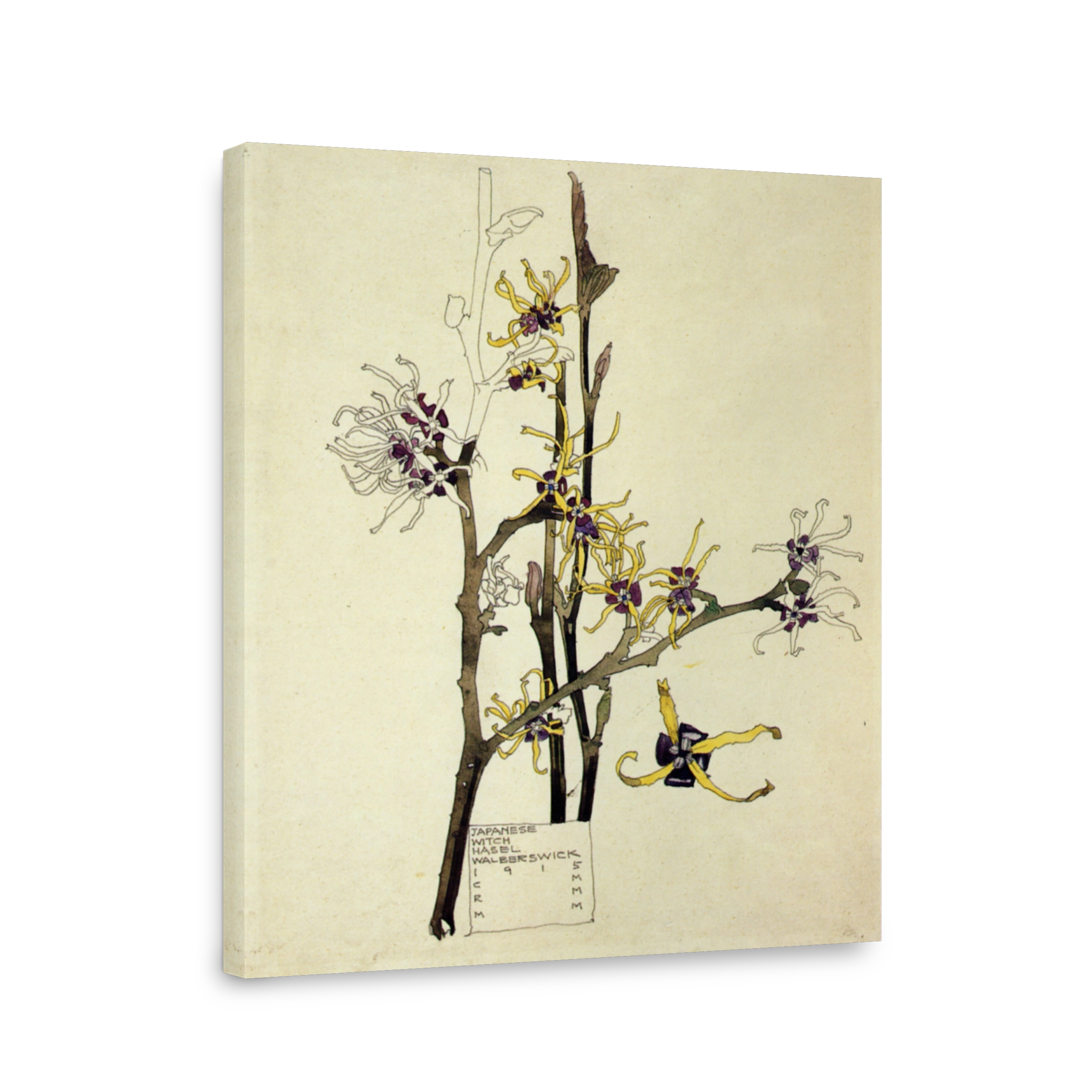 Mackintosh, Charles R (1868 1928)   Japanese Witch Hazel 1915