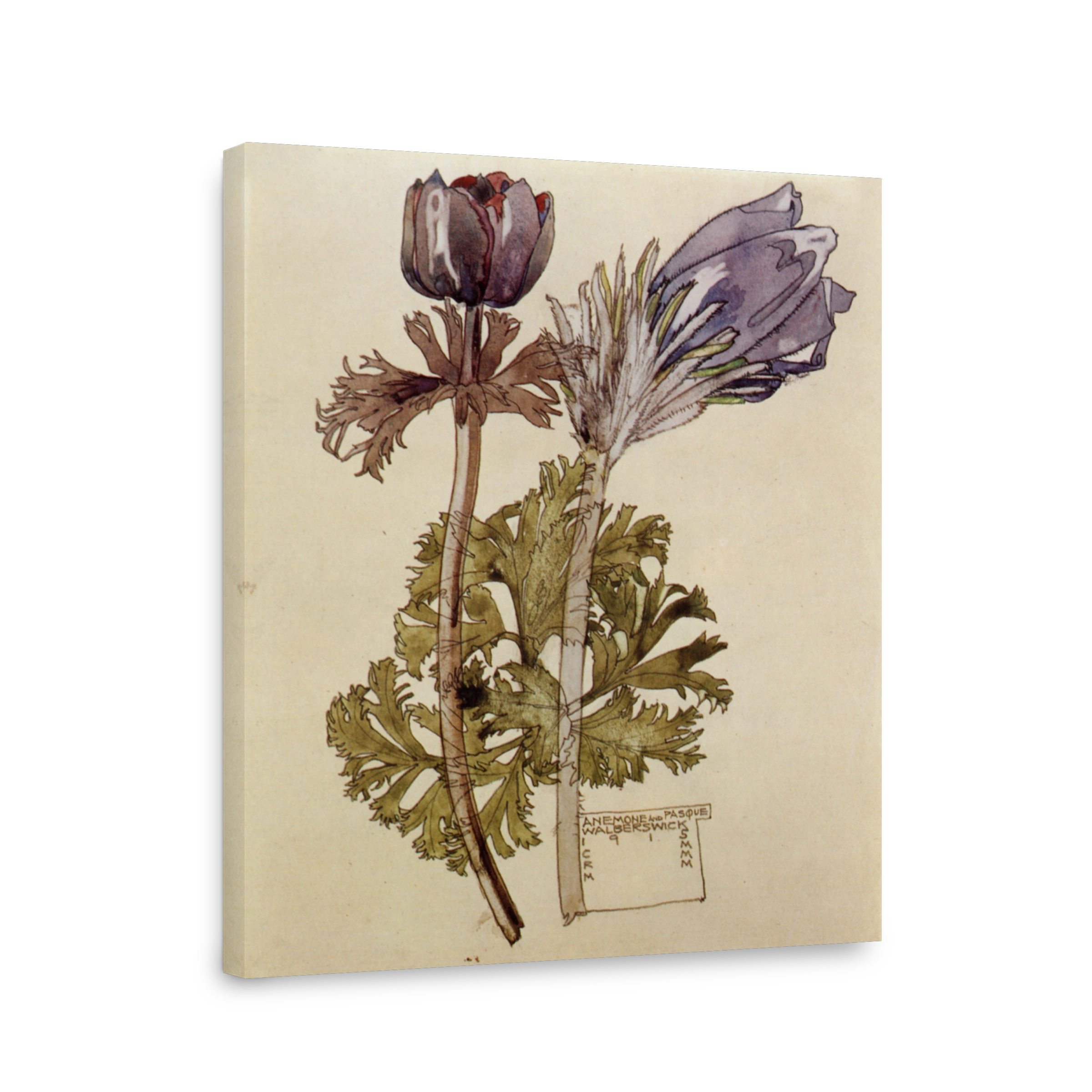 Mackintosh, Charles R (1868 1928)   Anemone And Pasque, Walberswick 1915