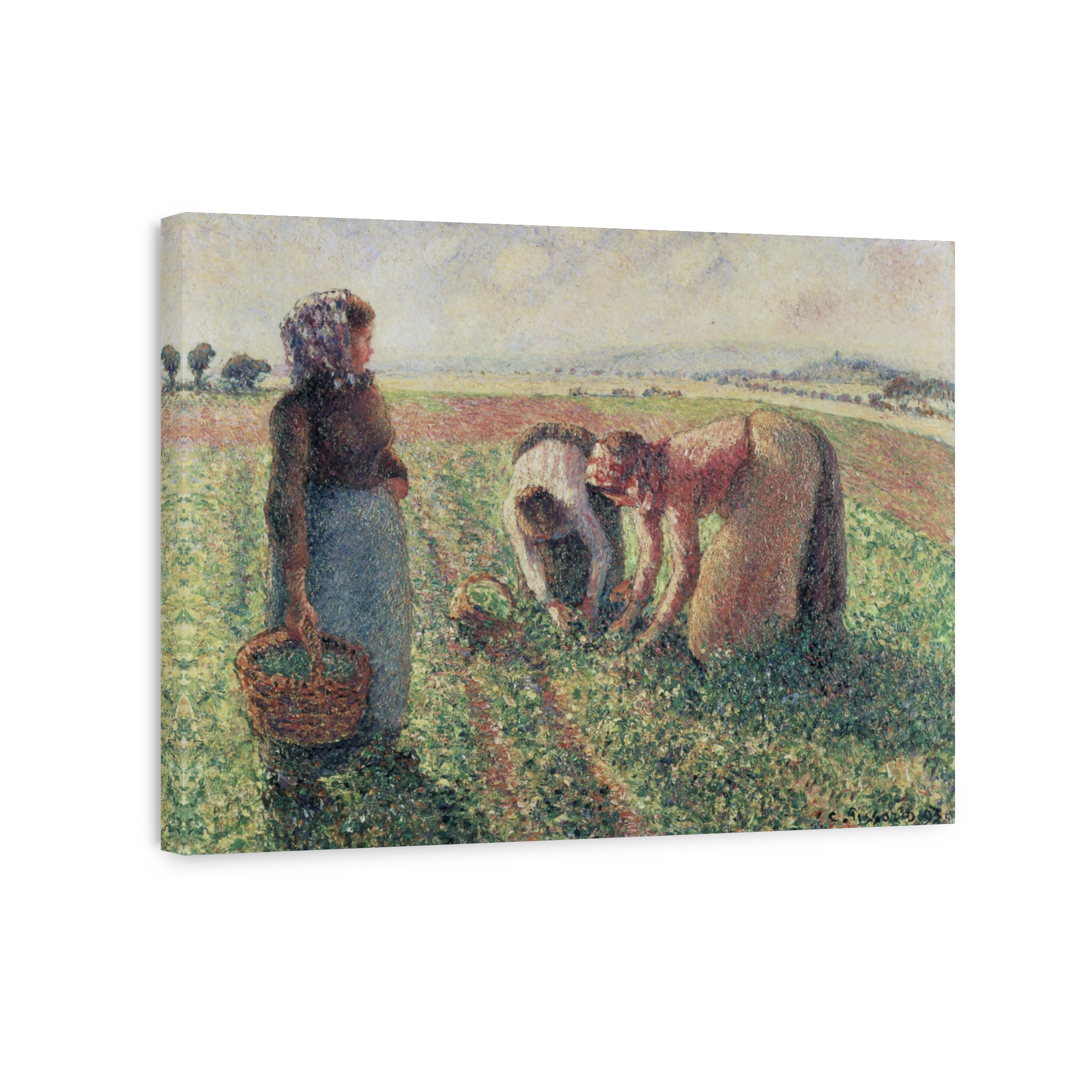 Pissarro, C. (1830 1903)   Picking Peas, Eragny C1893