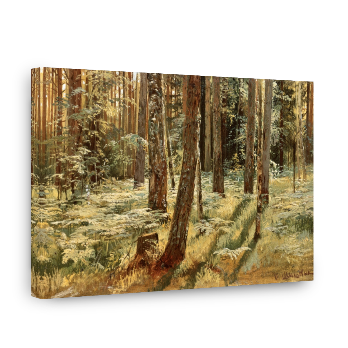 Ferns In The Forest. Siverskaya_1883