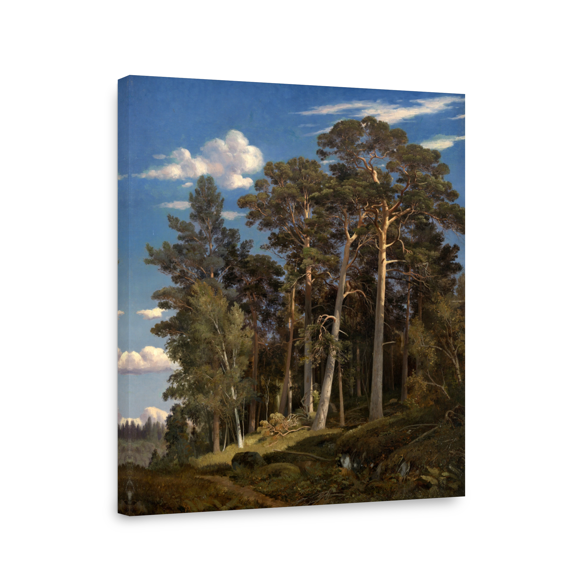 Serene Pine Forest Landscape
