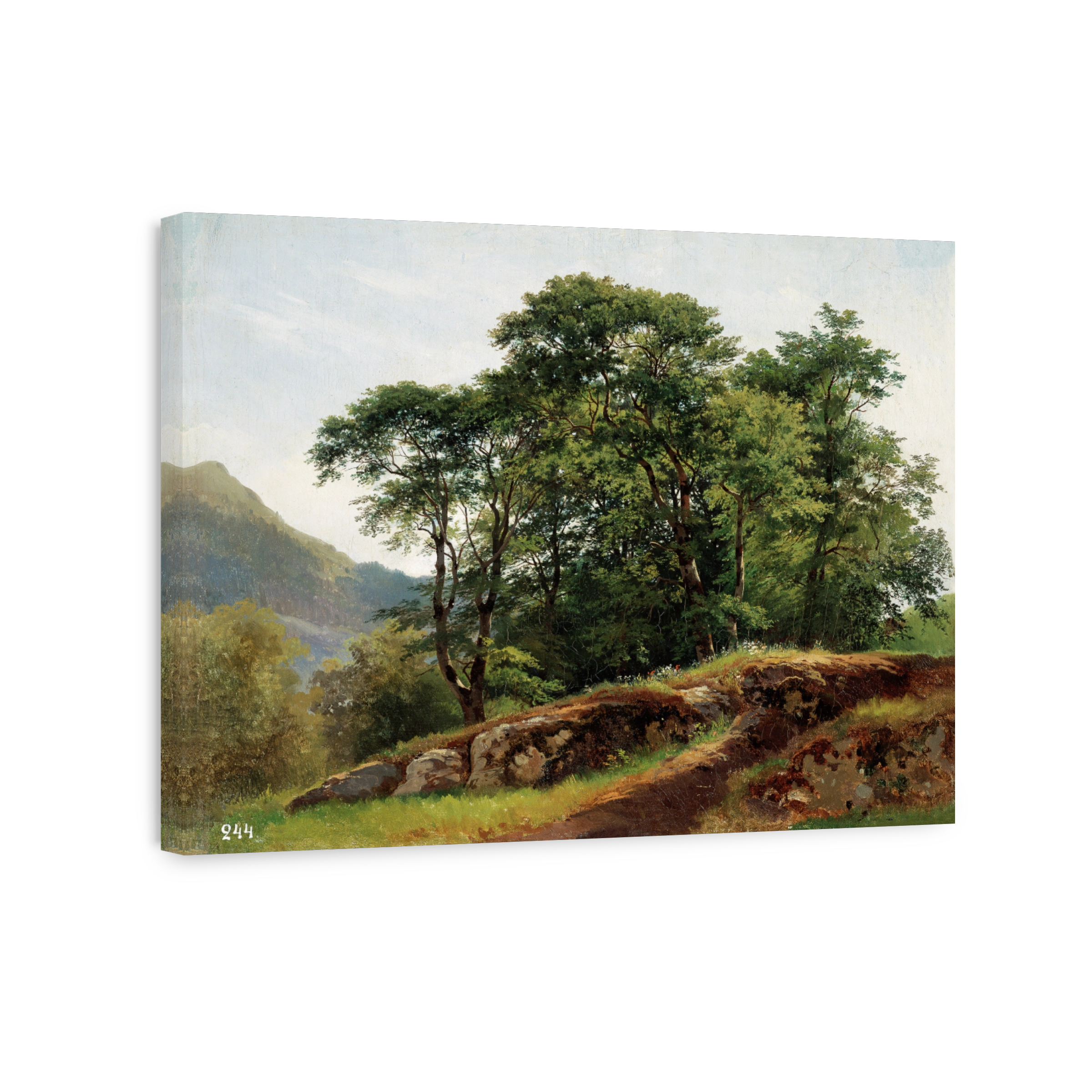 Beech Forest In Switzerland_1863