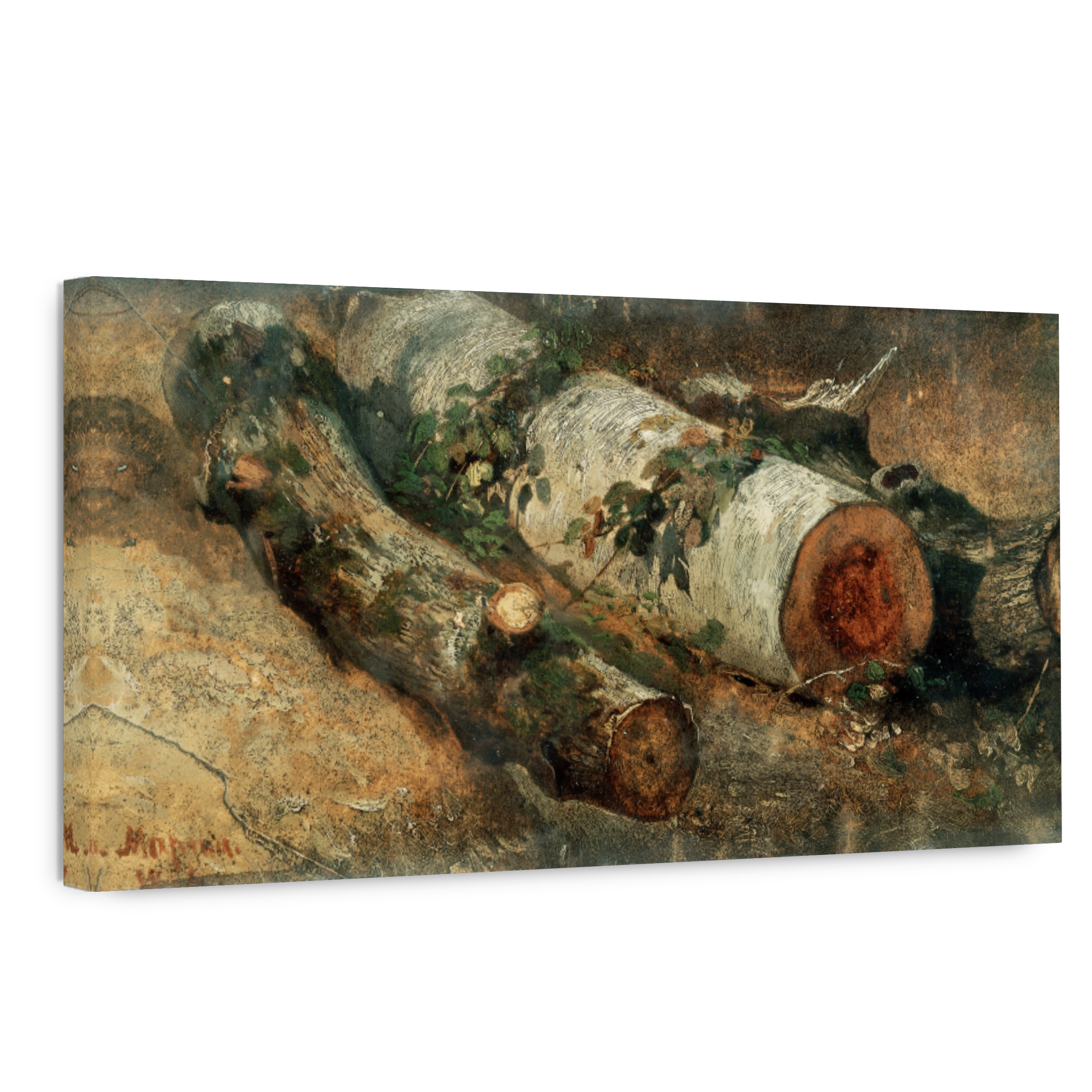 Cut Down Birch Or Felled Birch