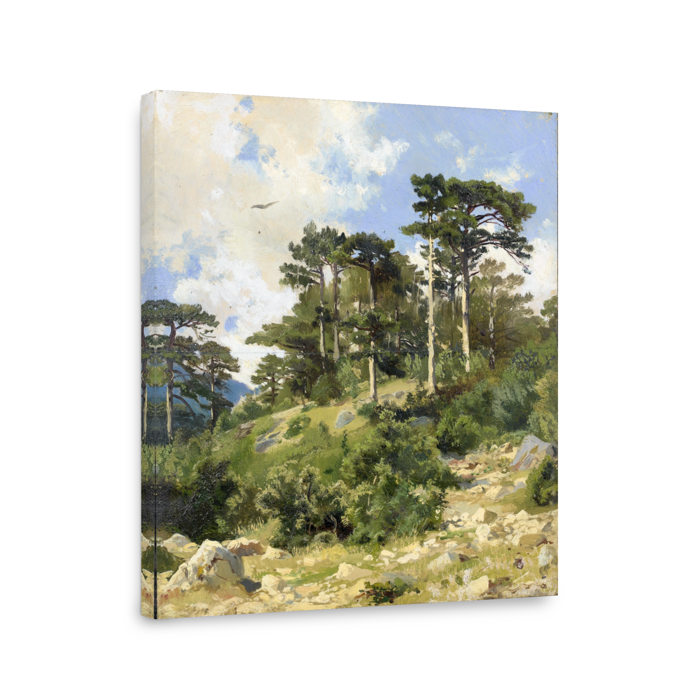 Forest Landscape