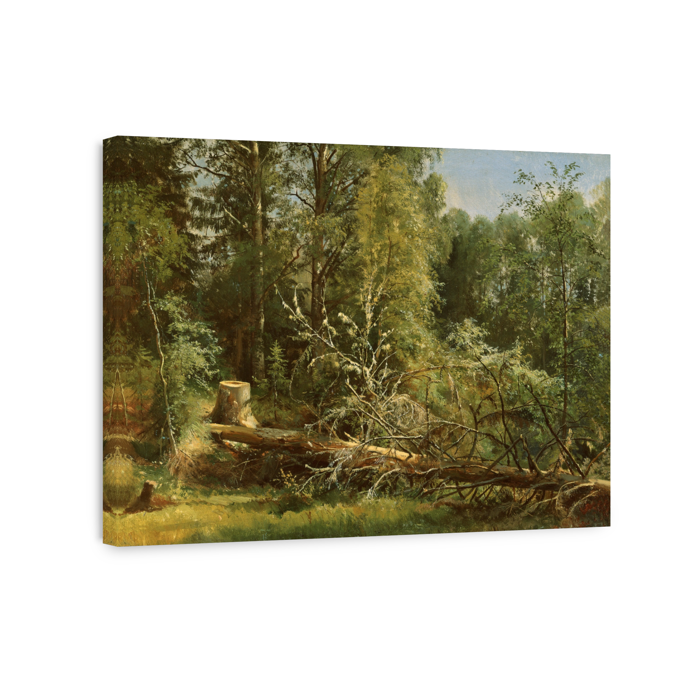 Fallen Tree