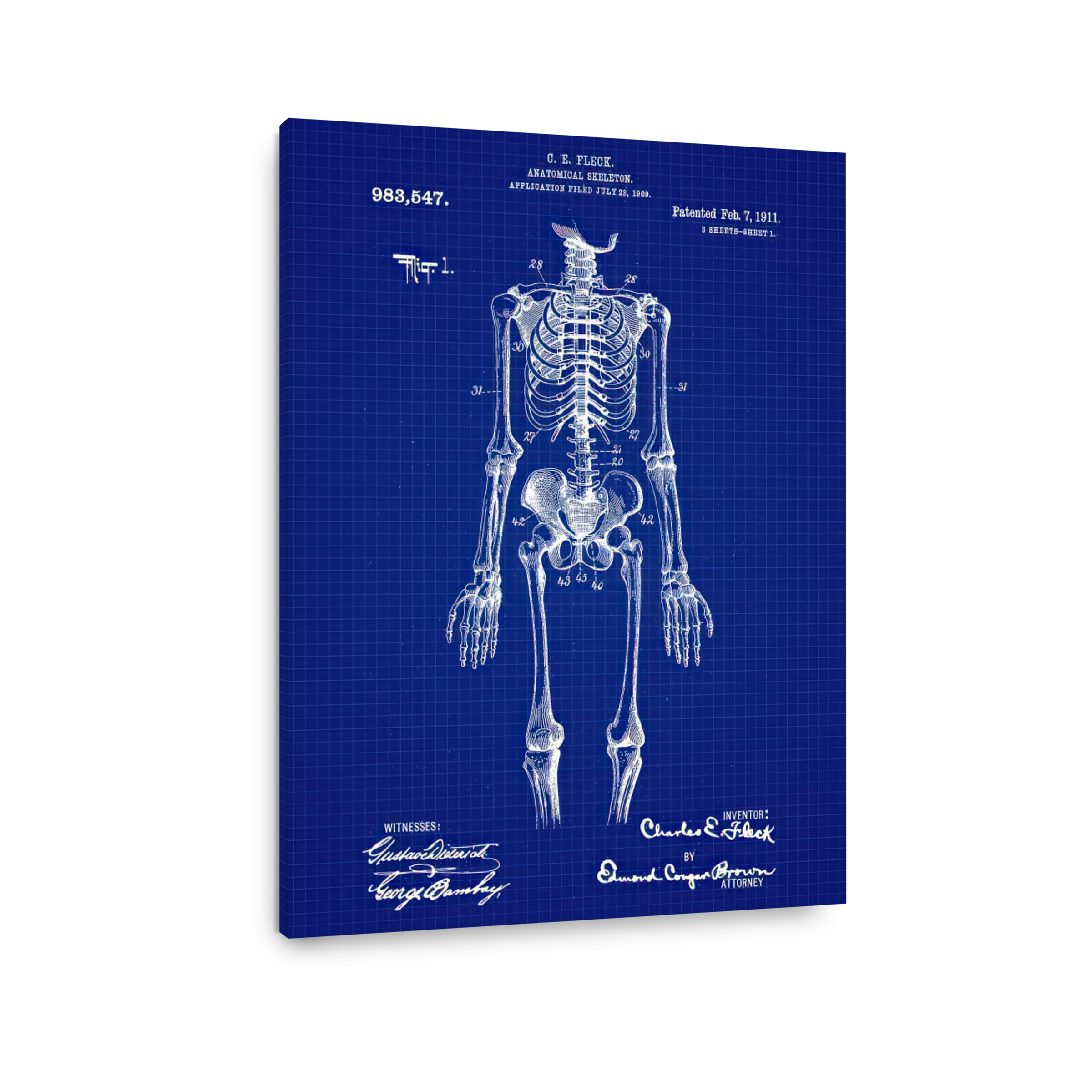 Anatomical Skeleton Blueprint Art