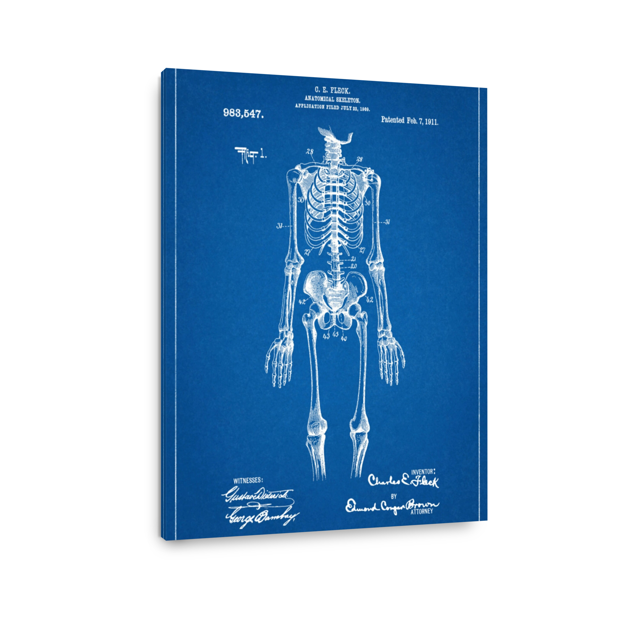 Anatomical Skeleton Blueprint Art