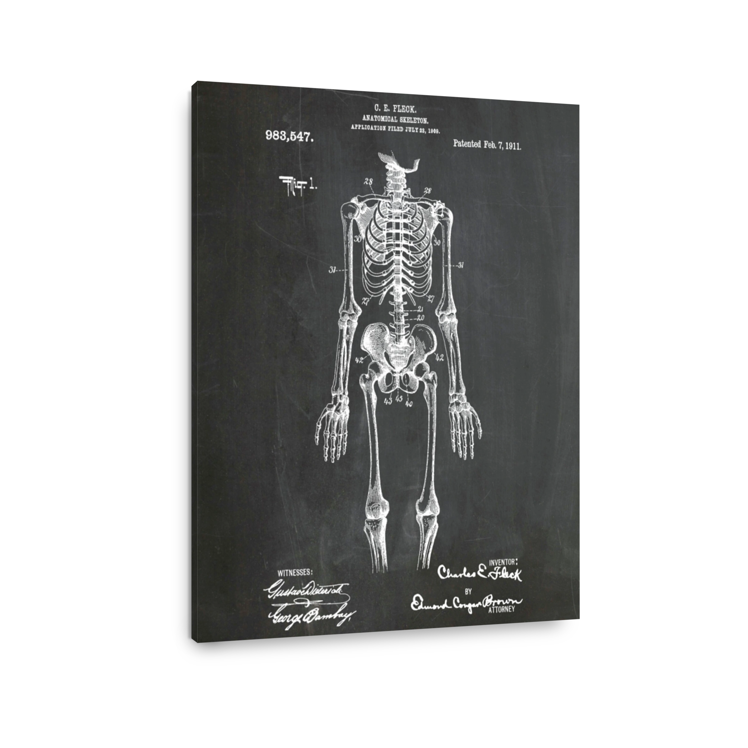 Vintage Anatomical Skeleton Blueprint