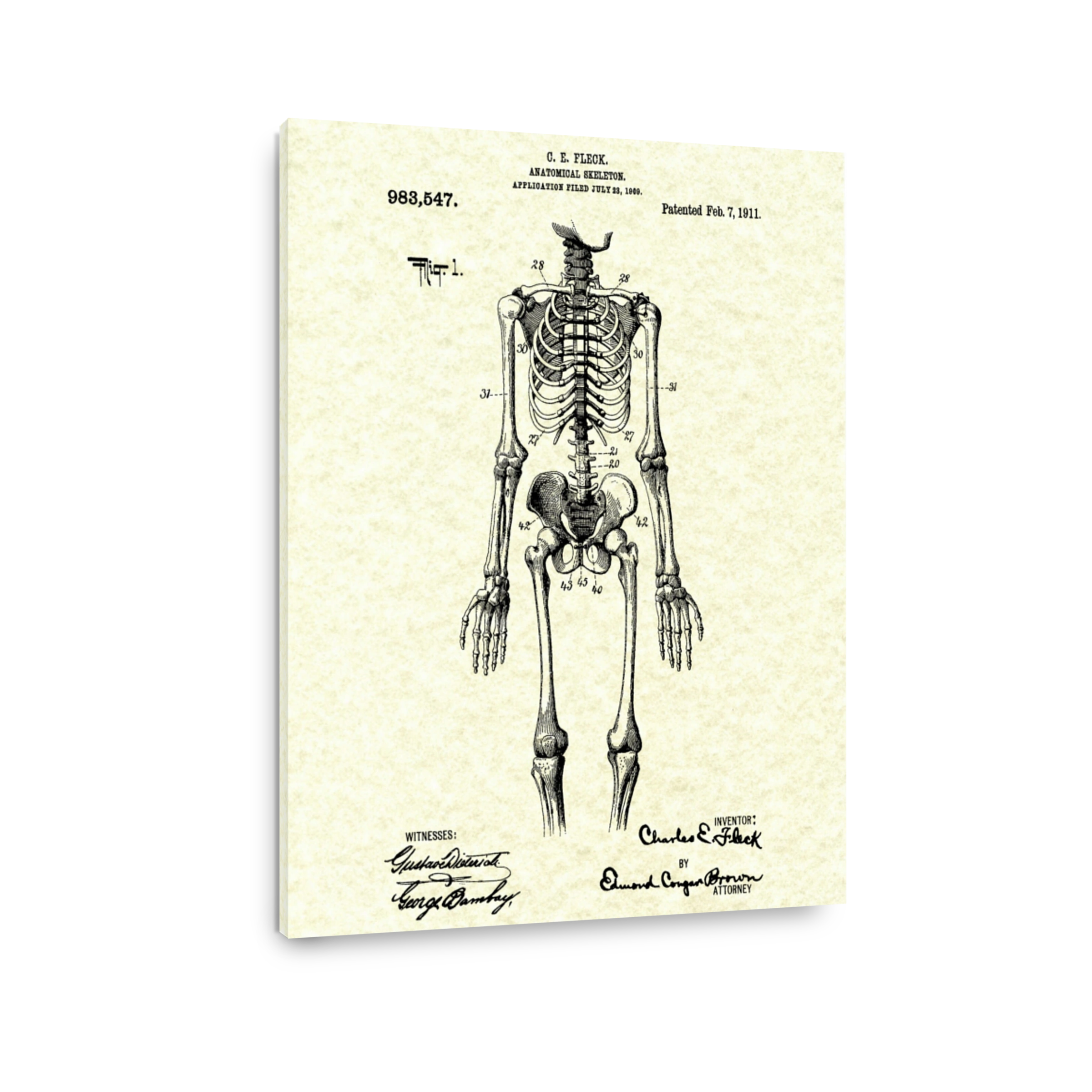 Vintage Anatomical Skeleton Blueprint